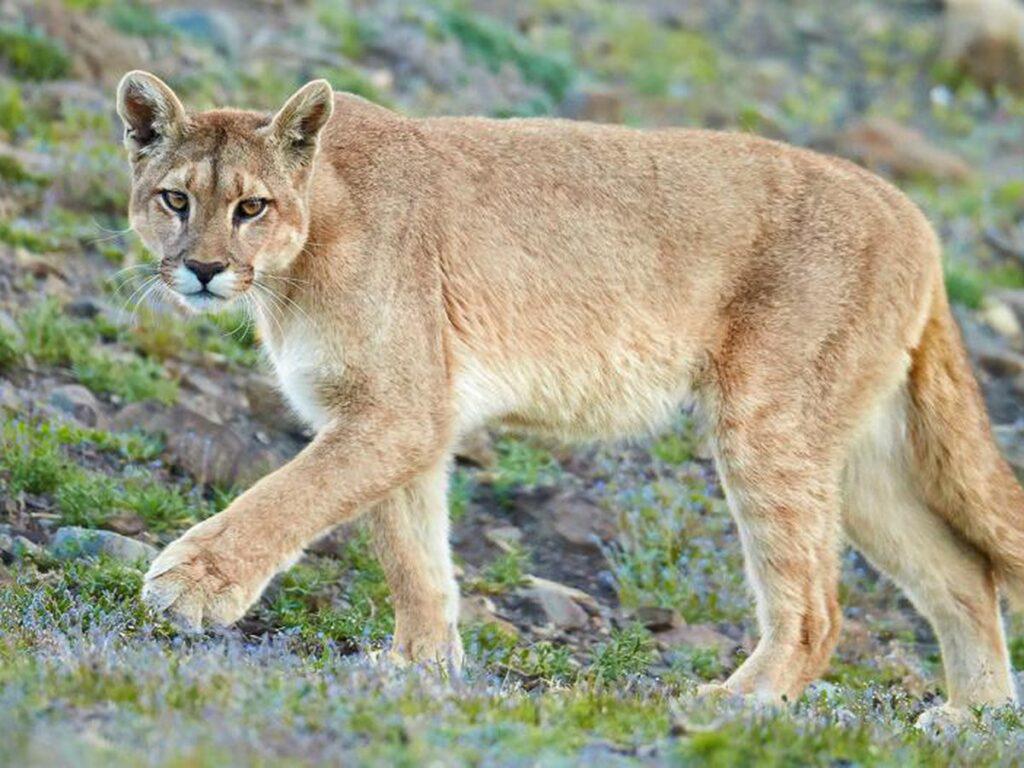 Puma2-1024x768