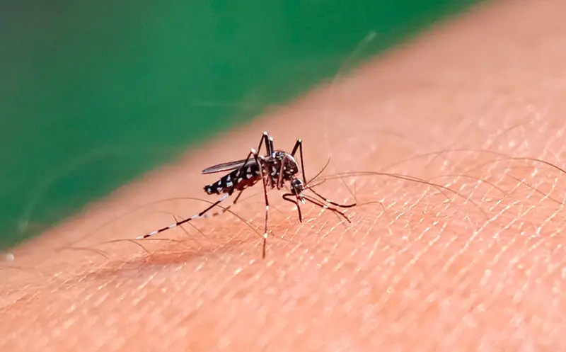 dengue-FN0OR-1536x955