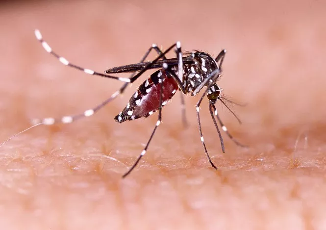dengue-