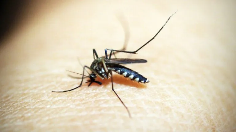 dengue-mosquito-768x432