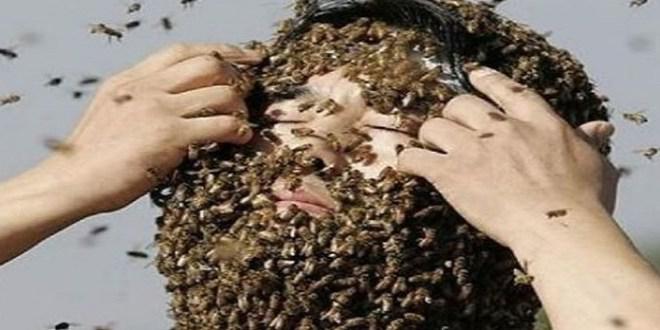 abejas