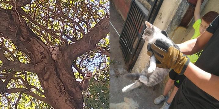 pobre-gatito