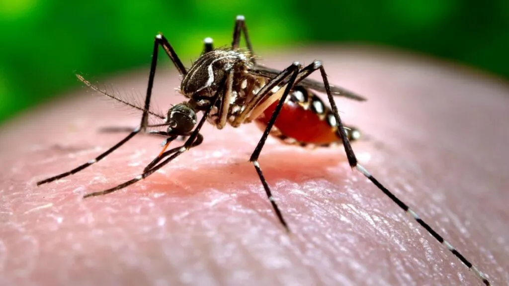 dengue-1024x575