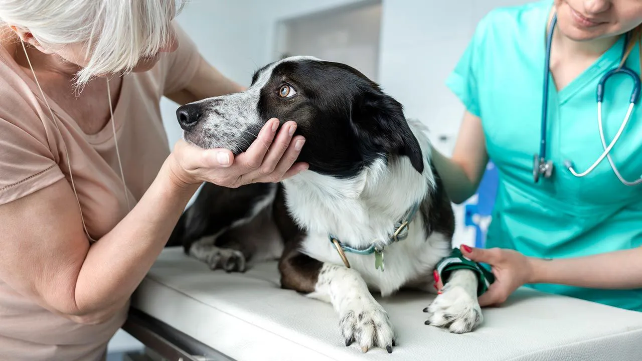 como-llevar-perro-veterinario-1-XxXx80