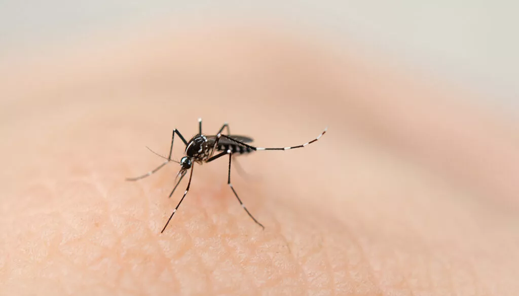 dengue-1024x584