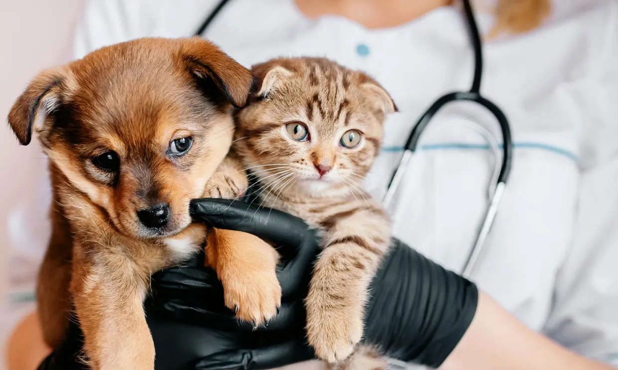 perro-gato-t