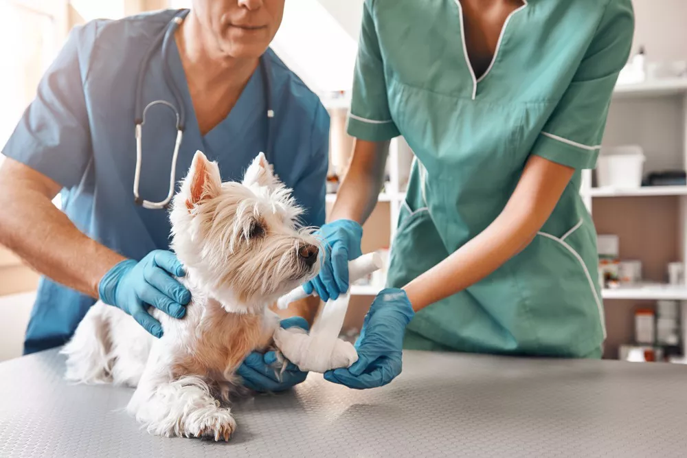 clínica-veterinaria