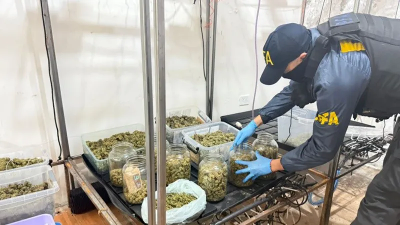 indoor_marihuana.jpg_674994428