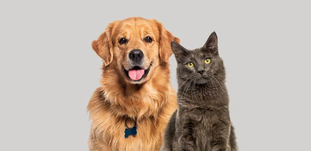 istockphoto-1925414052-612x612
